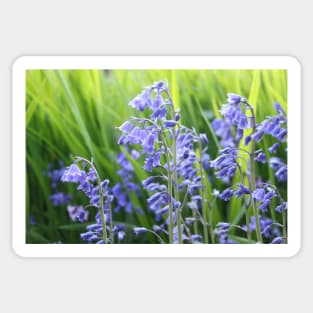 Bluebells Sticker